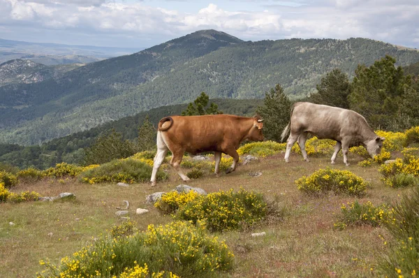 Dağda otlayan inekler — Stok fotoğraf