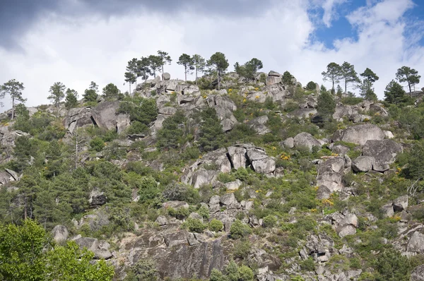 Kiefernwald — Stockfoto