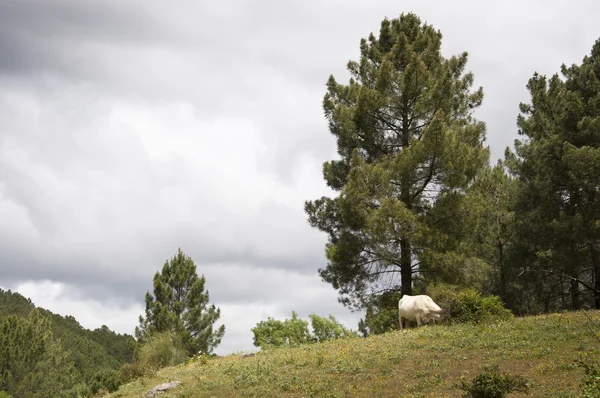 Vit ko betande i berget — Stockfoto