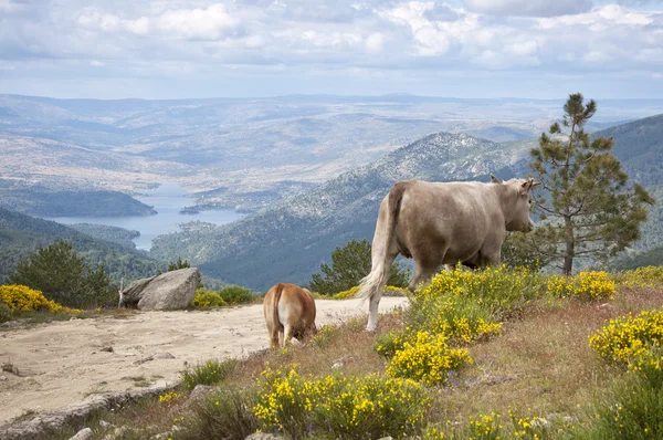 Two cows grazing in the mountain — Stock Photo, Image