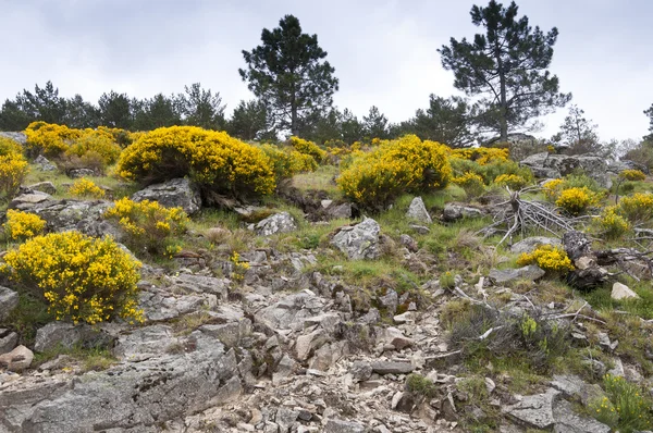 Kvast grove — Stockfoto