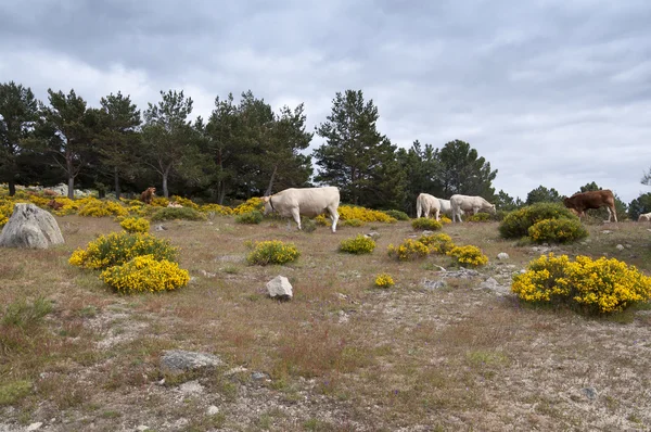 Mucche al pascolo in montagna — Foto Stock