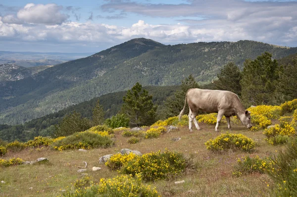 Cow grazing — Stock Photo, Image