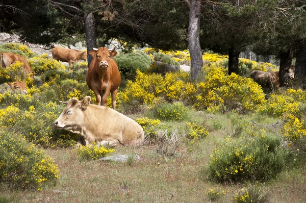 Vacas pastando — Foto de Stock