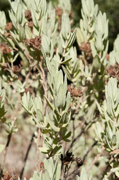 Våren rock-rose — Stockfoto