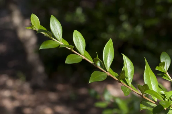 Myrtle común, Myrtus communis — Foto de Stock