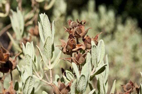 Våren rock-rose — Stockfoto