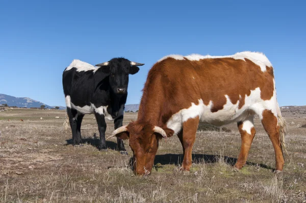 Vacas pastando no campo — Fotografia de Stock