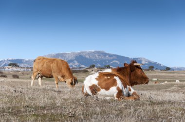 İnekler tarlada otluyor.