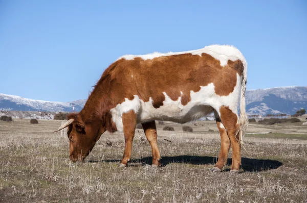 Koeien grazen in het veld. — Stockfoto