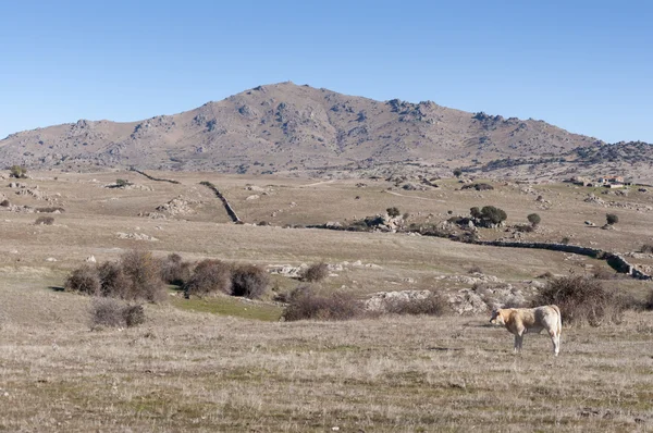 Vacche al pascolo nel campo. — Foto Stock