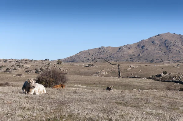 Kor liggande i fältet. — Stockfoto