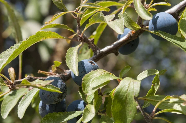 Blackthorn, Prunus spinosa — Stock Photo, Image