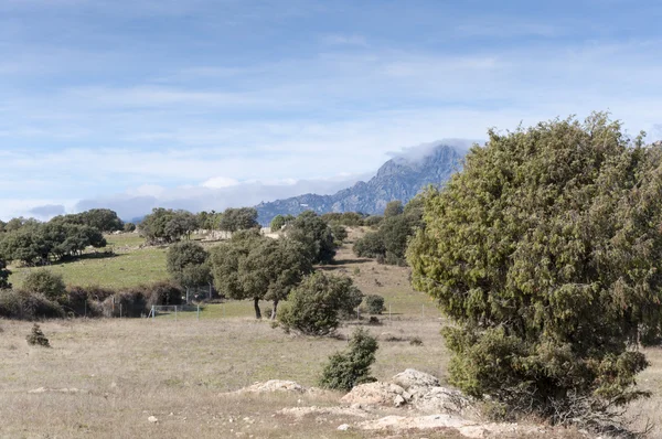 Holm Oak and Juniper dehesa — Stock Photo, Image