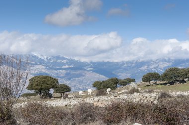 Dehesa guadarrama Dağları