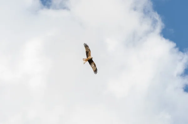 Siyah uçurtma, Milvus migrans — Stok fotoğraf