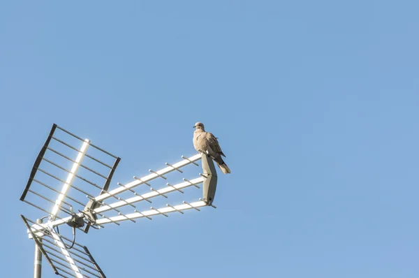유라시아 체포 되었던된 비둘기 — 스톡 사진