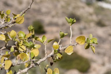 Withania frutescens detay