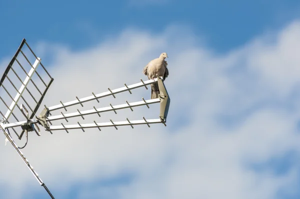 Eurasian collared dove — Stock Photo, Image
