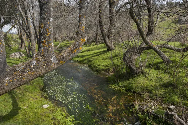 Vistas Del Arroyo Tejada Dehesa Navalvillar Colmenar Viejo Madrid España — Foto de Stock