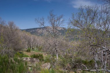 Pyrenean meşesi ormanı, Quercus pyrenaica, Bosque de La Herreria, San Lorenzo de El Escorial belediyesinde bir Doğal Park, İspanya 'nın Madrid eyaleti.