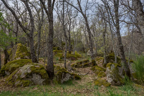 Pyrenean meşesi ormanı, Quercus pyrenaica, Bosque de La Herreria, San Lorenzo de El Escorial belediyesinde bir Doğal Park, İspanya 'nın Madrid eyaleti.