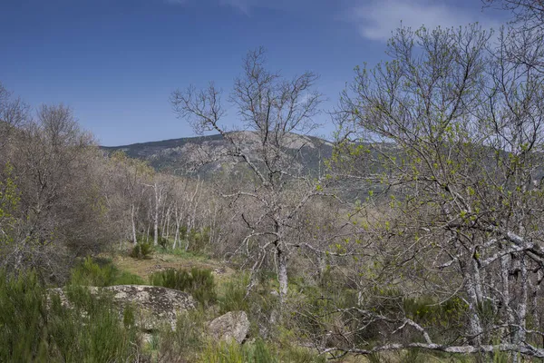 スペインのマドリード州サン ロレンツォ エスコリアの自治体の自然公園であるボスク ヘレリアのピレネーオークの森 — ストック写真