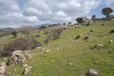 Navalvillar Dehesa, Colmenar Viejo, Madrid, İspanya 'da ortak otlaklar