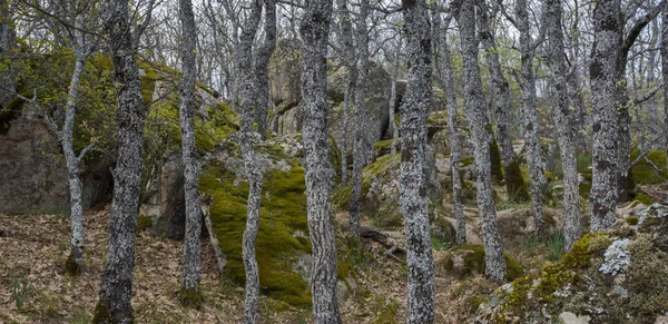 Forest Pyrenean Oak Quercus Pyrenaica Bosque Herreria Natural Park Municipality — Stock Photo, Image