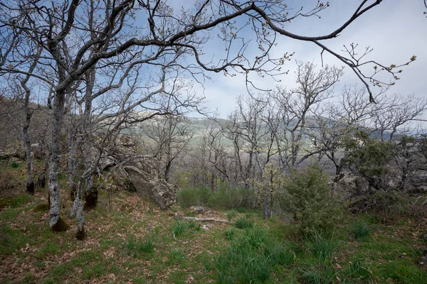 西班牙马德里省San Lorenzo Escorial市自然公园Bosque Herreria的Pyrenean橡木林 Quercus Pyrenaica — 图库照片