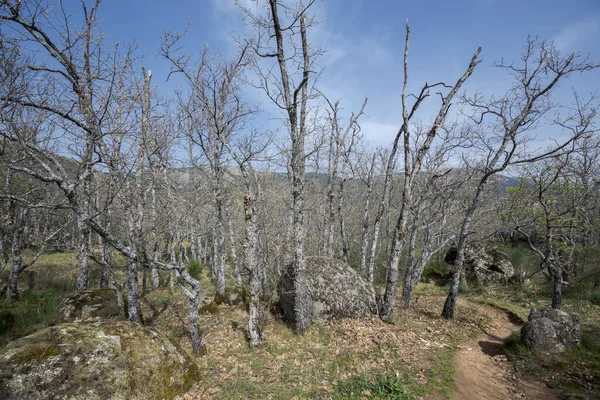 Pyrenean Oak Erdeje Quercus Pyrenaica Bosque Herreria San Lorenzo Escorial — Stock Fotó