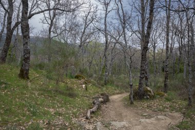 Pyrenean meşesi ormanı, Quercus pyrenaica, Bosque de La Herreria, San Lorenzo de El Escorial belediyesinde bir Doğal Park, İspanya 'nın Madrid eyaleti.