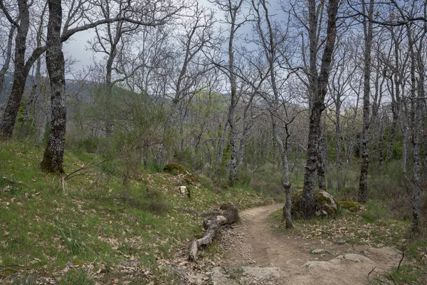 Wald Aus Pyrenäeneichen Quercus Pyrenaica Bosque Herreria Einem Naturpark Der — Stockfoto