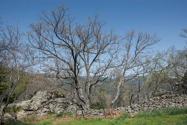 石の壁の横にはピレネーのオークや灰の木があります 写真はスペインのマドリード州サン ロレンツォ エスクリアルの自治体の自然公園 ボスク ヘレリアで撮影 — ストック写真