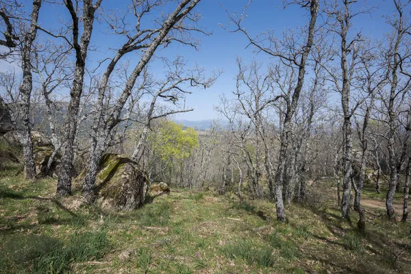 Ліс Піренейського Дуба Quercus Pyrenaica Bosque Herreria Natural Park Municipality — стокове фото