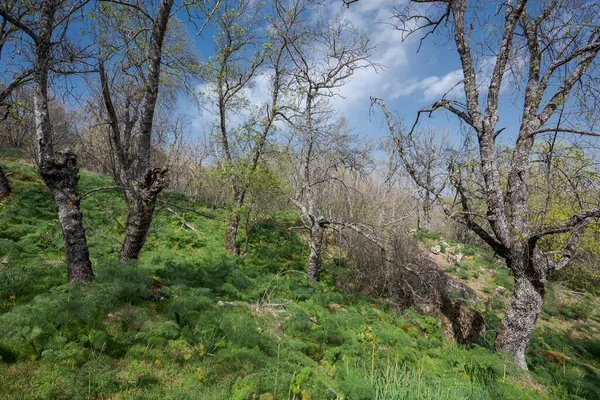 Ash Tree Forest Bosque Herreria Natural Park Település San Lorenzo — Stock Fotó