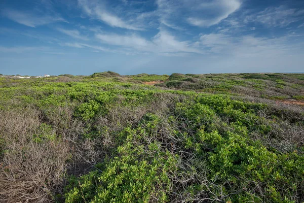 Comunidades Plantas Semelhantes Almofadas Foto Tirada Município Sant Lluis Menorca — Fotografia de Stock