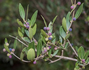Yeşil zeytin ağacı, Phillyrea latifolia subsp. Medya. Fotoğraf: Ferreries, Menorca, İspanya