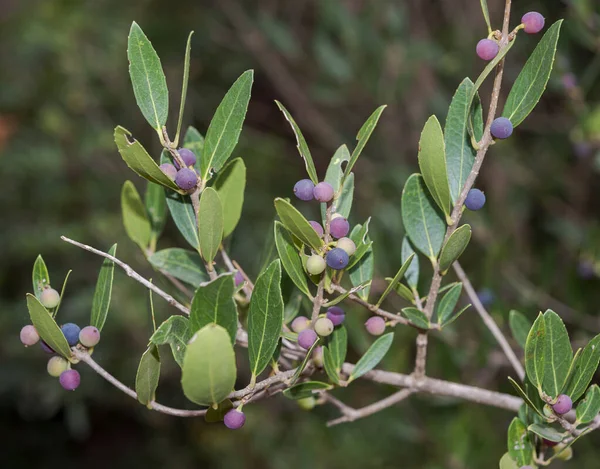 Foliage Fruits Green Olive Tree Phillyrea Latifolia Subsp Media Photo — Stock Photo, Image