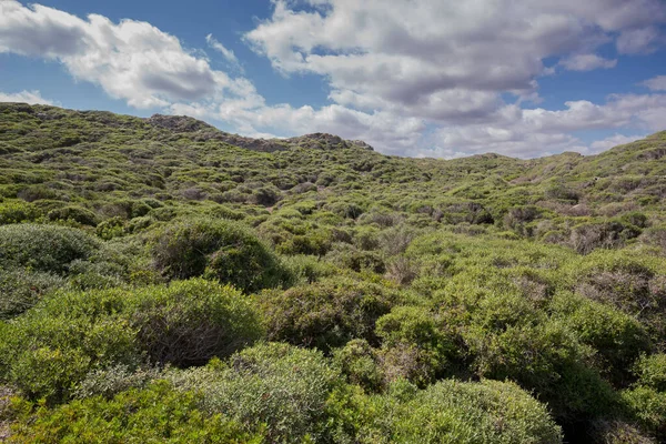 Arbusti Mediterranei Capo Favaritx Comune Mahon Minorca Spagna — Foto Stock