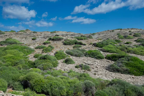 Mediterrane Struikgewas Kaap Favaritx Gemeente Mahon Menorca Spanje — Stockfoto