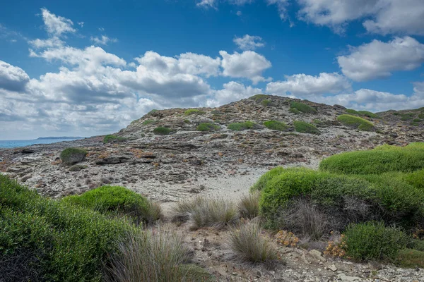 Středomořské Křoviny Mysu Favaritx Obec Mahon Menorca Španělsko — Stock fotografie