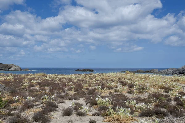 Sammofiele Plantengemeenschappen Kaap Favaritx Gemeente Mahon Menorca Spanje — Stockfoto