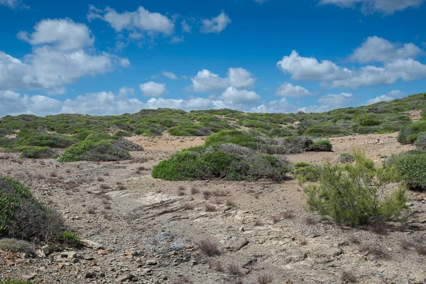 Arbustos Mediterrânicos Cape Favaritx Município Mahon Menorca Espanha — Fotografia de Stock