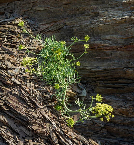 西班牙Menorca Mahon市 Crithmum Maritimum 一个岩石墙上的岩石Samphire 它是蚜科的一种沿海植物 — 图库照片