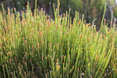 Eklem Çamı, Ephedra kırılganlıkları. Fotoğraf: Mahon, Menorca, İspanya Belediyesi