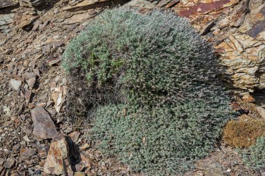 Teucrium subspinosum, Sardinya ve Balearic Adaları 'nın endemik bir türüdür. Fotoğraf: Mahon, Menorca, İspanya Belediyesi