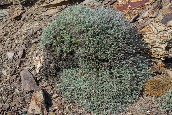 Teucrium Subspinosum Эндемичный Вид Сардинии Балеарских Островов Фото Сделано Муниципалитете — стоковое фото