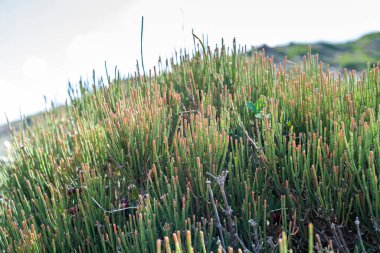 Eklem Çamı, Ephedra kırılganlıkları. Fotoğraf: Mahon, Menorca, İspanya Belediyesi