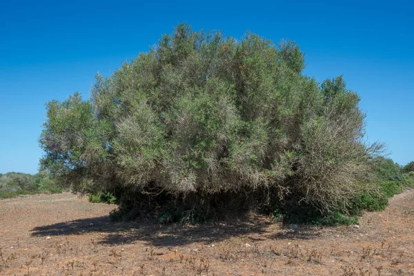 Vilda Olivträd Olea Europaea Var Sylvestris Bild Tagen Kommunen Ciutadella — Stockfoto